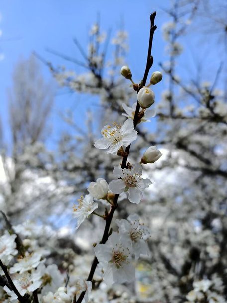 Primavera bellissimi fiori al piccolo giardino in uno dei paesi del sud all'inizio di aprile - Foto, immagini