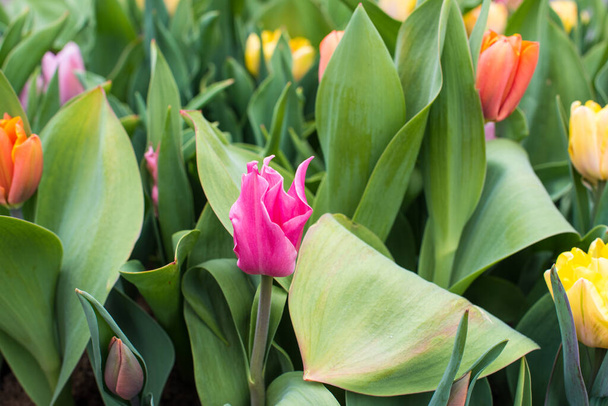tulipanes de Amsterdam florecientes coloridos en abril  - Foto, imagen