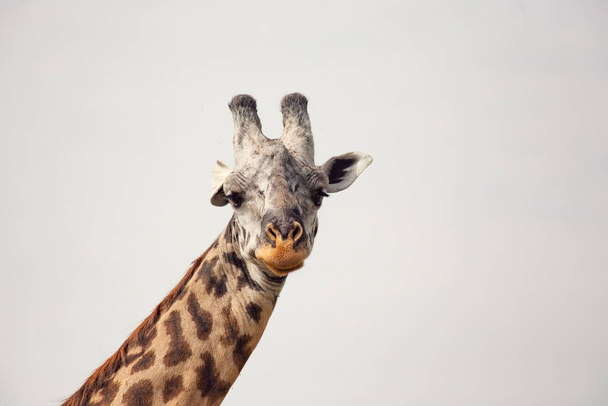 Žirafa hlava zblízka v Masai Mara National Reserve, Keňa - Fotografie, Obrázek