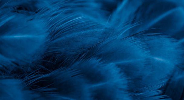 macro photo of violet hen feathers. background or textura - Photo, Image