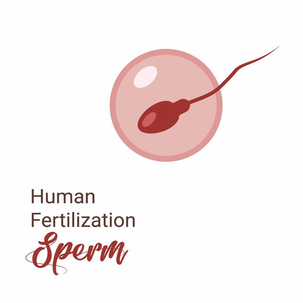 Μινιμαλιστικό ανθρώπινο σπέρμα. γονιμοποίηση ωαρίων. Φυσική γονιμοποίηση. Εικονίδιο διανυσματικής γραμμής σπέρματος. Εικονίδιο σπέρματος. Εικονογράφηση φορέα σπέρματος και ωαρίων. Αυγοκύτταρα, ωάριο - Διάνυσμα, εικόνα