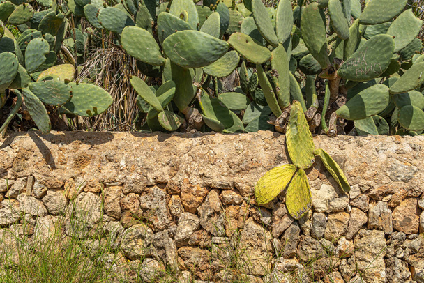 Allgemeine Ansicht eines Kaktusfeigenkaktus, Opuntia ficus-indica, während der Frühjahrssaison, der die Entstehung neuer Blätter und Fuits zeigt, in einer ländlichen Straße der Insel Mallorca, Spanien - Foto, Bild