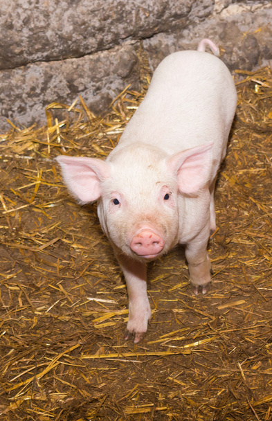 Piglet domuz - Fotoğraf, Görsel