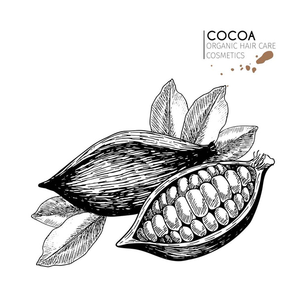 Vector set of hair care ingredients. Organic hand drawn elements. Cocoa beans and leaves. Use for cosmetic package, shop, store, products,  spa salon, wellnes program, procedure, skin, hair care.  - Vector, Image