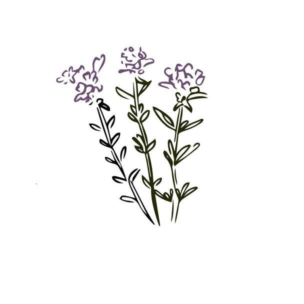 Thyme hand drawn illustration isolated on white background - ベクター画像