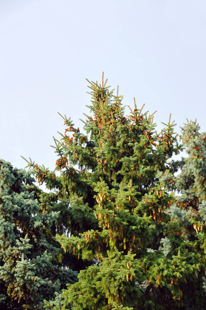 Blue fir tree with strobile on branch - Photo, Image