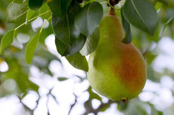 Big juicy yellow pear growing on a tree branch - Photo, Image