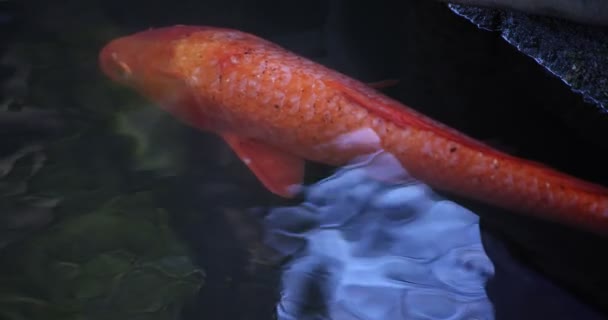 cámara lenta de la carpa nadando en el acuario de cerca - Imágenes, Vídeo