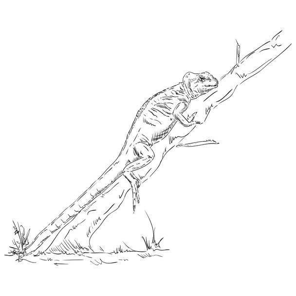 Lagarto camaleón
  - Vector, imagen