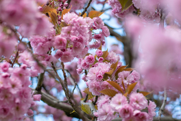 Close up of bright pink flowers on blooming sakura. Blossom cherry tree by blue sky, selective focus. Sacura in Paris. - Foto, Imagem