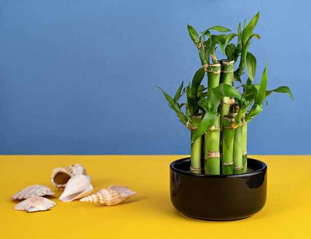 Bamboo in a ceramic pot on a colored background - Foto, Imagem