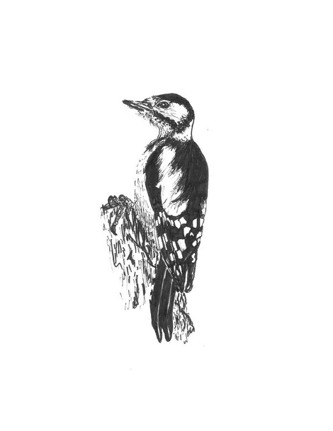 Old illustration of Woodpecker in North America: Yellow-bellied Sapsucker Sphyrapicus varius . Created by Freeman, published on Magasin Pittoresque, Paris, 1850 - Foto, Bild