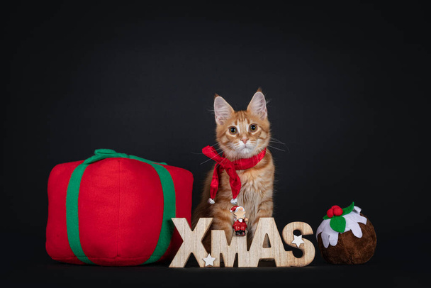Χαριτωμένο κόκκινο Maine Coon γάτα γατάκι, φορώντας πράσινο κοστούμι ξωτικό, κάθεται μεταξύ και πίσω από το παιχνίδι σήμερα, ξύλινα Χριστούγεννα κείμενο και παιχνίδι χριστουγεννιάτικο κέρασμα. Κοιτάζω προς την κάμερα. Απομονωμένο σε μαύρο φόντο. Φορώντας κόκκινη κορδέλα γύρω από το λαιμό. - Φωτογραφία, εικόνα