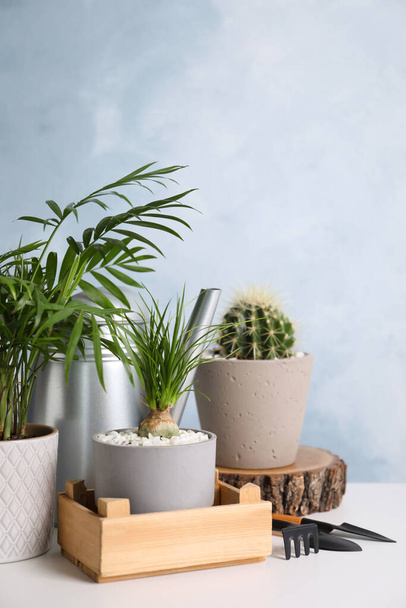 Beautiful Nolina, Cactus, Chamaedorea in pots with gardening tools on white table. Different house plants - Foto, afbeelding