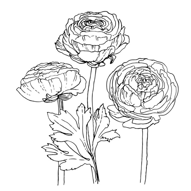 Ranunculus. Flowers drawn by a line on a white background. Vector sketch of garden flowers vintage - Vecteur, image