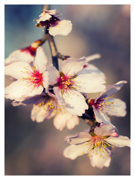 Flores de almendra
 - Foto, Imagen