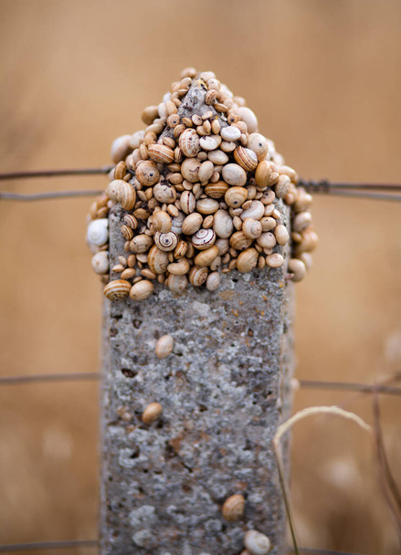 Gros plan d'un grand groupe d'escargots sur un poteau de clôture - Photo, image
