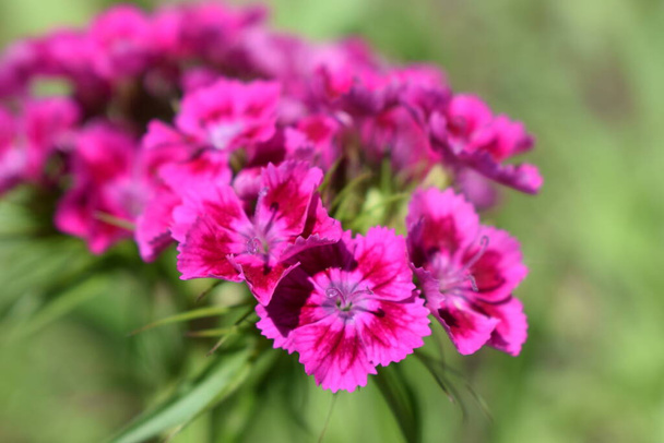 Flowerbed of Dianthus barbatus. Close up of deep pink and red head Dianthus barbatus (Sweet William) flower (or Bart Nelke) - Photo, Image