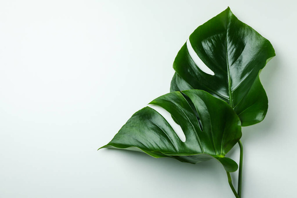 Palm leaves on white background, space for text - Fotó, kép