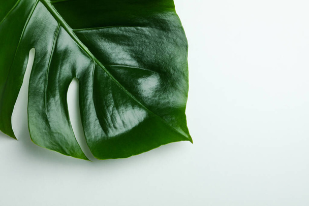 Palmové listy na bílém pozadí, prostor pro text - Fotografie, Obrázek