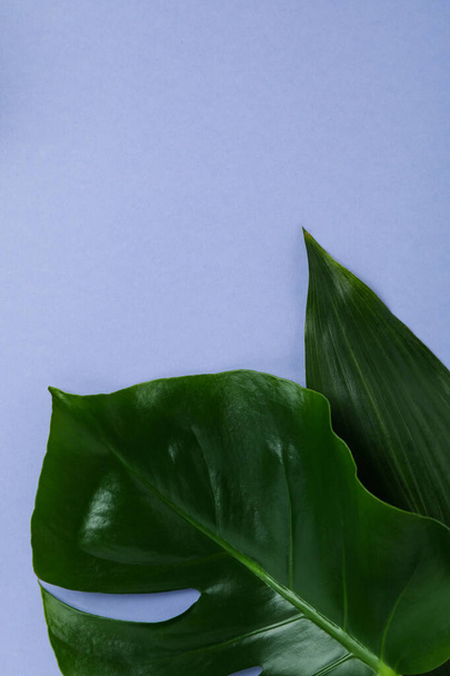 Пальмове листя на фіолетовому фоні, простір для тексту
 - Фото, зображення