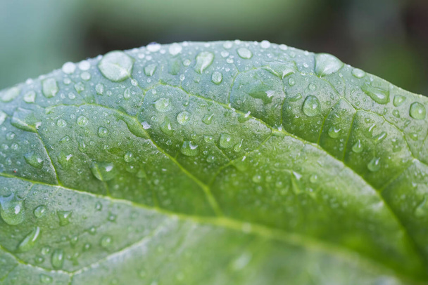 Gotas de água na folha verde, conceito macro - Foto, Imagem