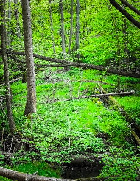 Kacza ποταμού στο δάσος - ομορφιά της φύσης της Βόρειας Πολωνίας, Ταξίδια και εξερεύνηση έννοια. - Φωτογραφία, εικόνα