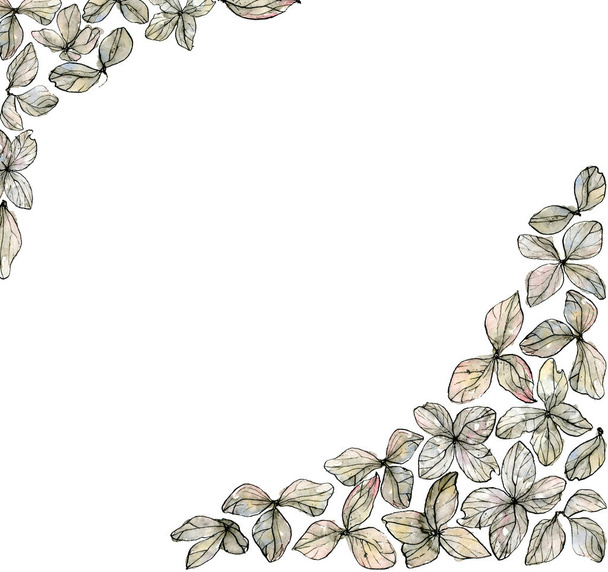 Laid-back watercolor illustration corners of delicate pastel, beige sketch hydrangea petals, border with copyspace, isolated on a white background. - Zdjęcie, obraz