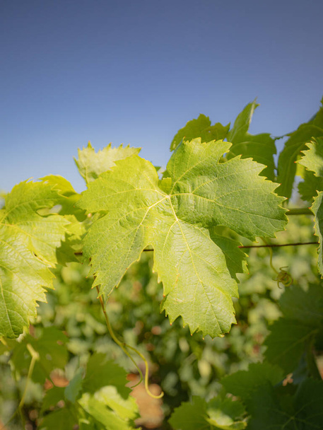 szőlőültetvények Carignano és Cannonau bor, Santadi, Dél-Szardínia - Fotó, kép
