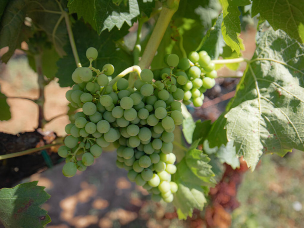カリニャーノとカノナウのワインのブドウ畑,サンタディ,南サルデーニャ島 - 写真・画像