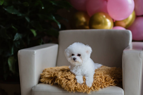 Cute white Bichon Frise dog celebrating birthday at home. Domestic Pet party with hot air balloons pink and gold color - Fotografie, Obrázek
