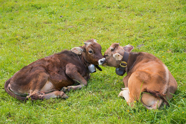 two calves lying at the green pasture, young milker cows - Foto, Imagem