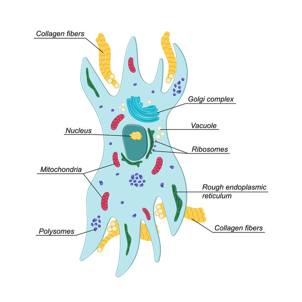 Vector Fibroblast illustration with description. Structure of dermis cell. Connective tissue - Vector, Image