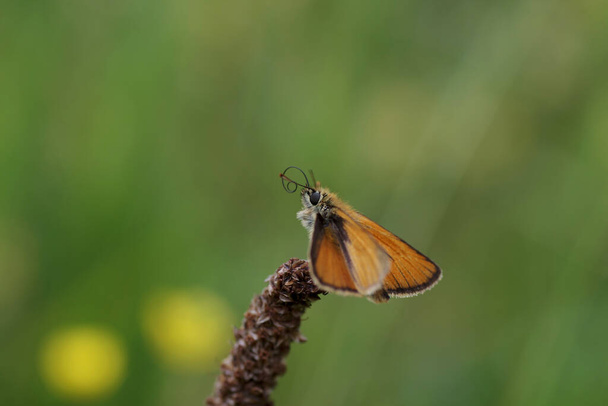ein einzelner Schmetterling sitzt auf der Wiese und hat seinen Rüssel ausgebreitet - Foto, Bild