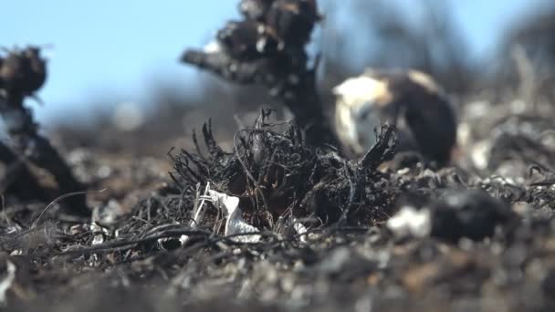 Макро вид выжженной и мертвой земли на лугу, ветер перемещает черную жженую траву после лесного пожара на фоне сожженных домов улиток, луга - Кадры, видео