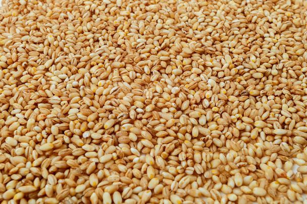textura de grano de cebada perla cruda - Foto, imagen