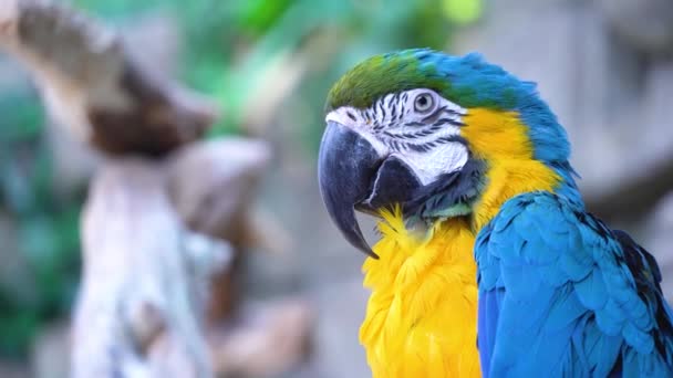 Perroquet aras bleu avec un énorme bec regarde la caméra en gros plan - Séquence, vidéo