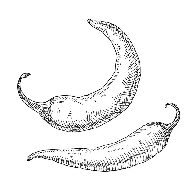 Whole pepper chilli. Vintage hatching vector black illustration. Isolated on white background. Hand drawn design - Vektor, obrázek