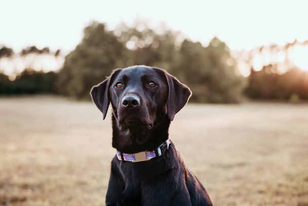Black Labrador retriever portrait, outside in a park. - 写真・画像