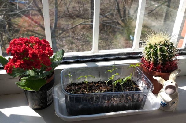 Tomate de plántulas en la ventana con cactus y kalanchoe - Foto, imagen
