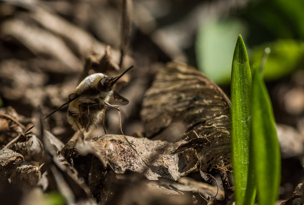 hoverfly est assis sur une vieille feuille et l'ail sauvage dans la forêt - Photo, image