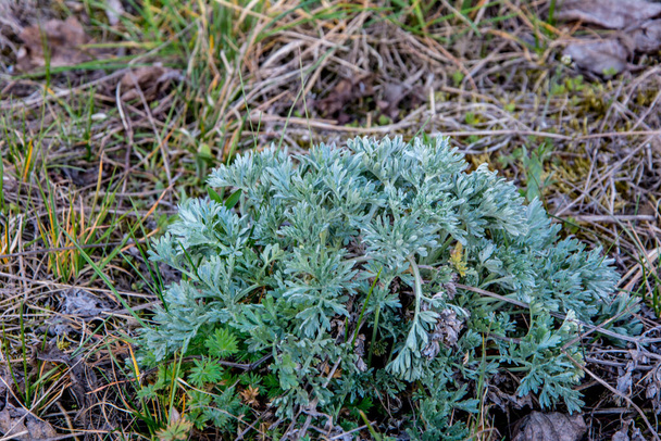 Wormwood (Artemisia).Wormwood Leaves And Flowers.Wormwood Artemisia absinthium in garden. Wormwood plant used for herbal medicine. - Photo, Image