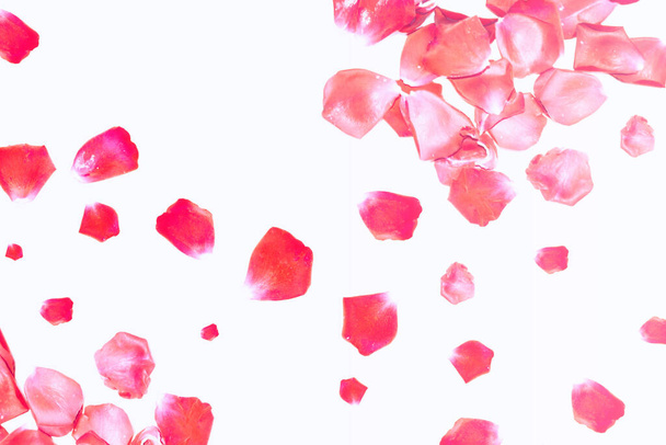 Élénk rózsaszín rózsaszirmok. Természetes virágos háttér. - Fotó, kép