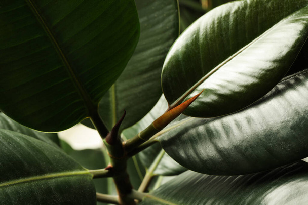 Ficus with lush leaves, closeup. Tropical plant - 写真・画像