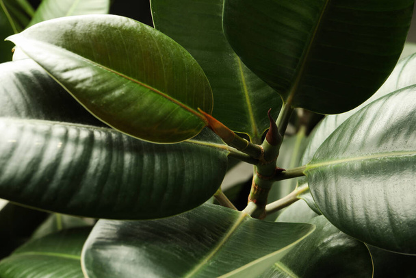Ficus with lush leaves, closeup. Tropical plant - Фото, зображення