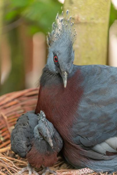 Victoria Crowned Pigeon v zajetí v Sables Zoo v Sables d 'Olonne ve Francii. - Fotografie, Obrázek