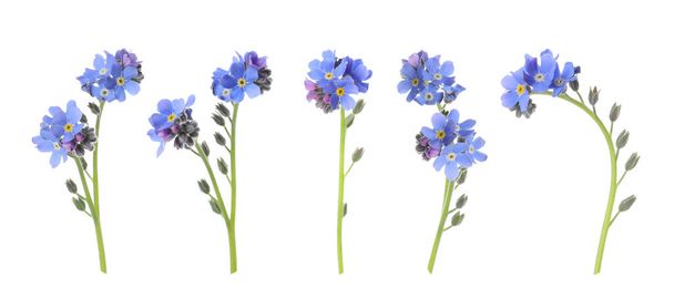 Set with beautiful tender forget me not flowers on white background. Banner design  - Photo, Image