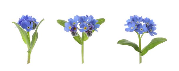 Set with beautiful tender forget me not flowers on white background. Banner design  - Fotó, kép