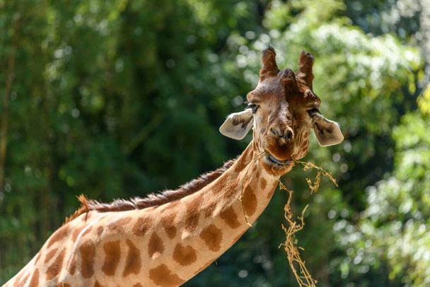 Kordofans Giraffe in Gefangenschaft im Zoo von Sables d 'Olonne in Frankreich. - Foto, Bild