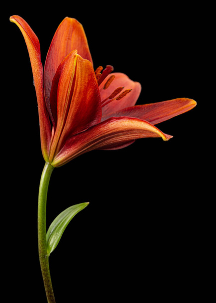 Dark burgundy flower of lily, isolated on black background - Photo, Image